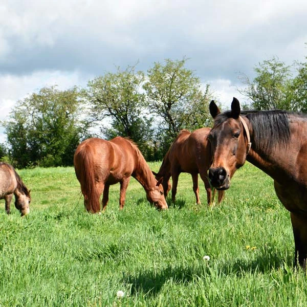 Pension pour chevaux à Saint-Denis-Combarnazat, Puy-de-Dôme